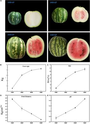 Metabolome and Transcriptome Integration Reveals Insights Into Flavor Formation of ‘Crimson’ Watermelon Flesh During Fruit Development